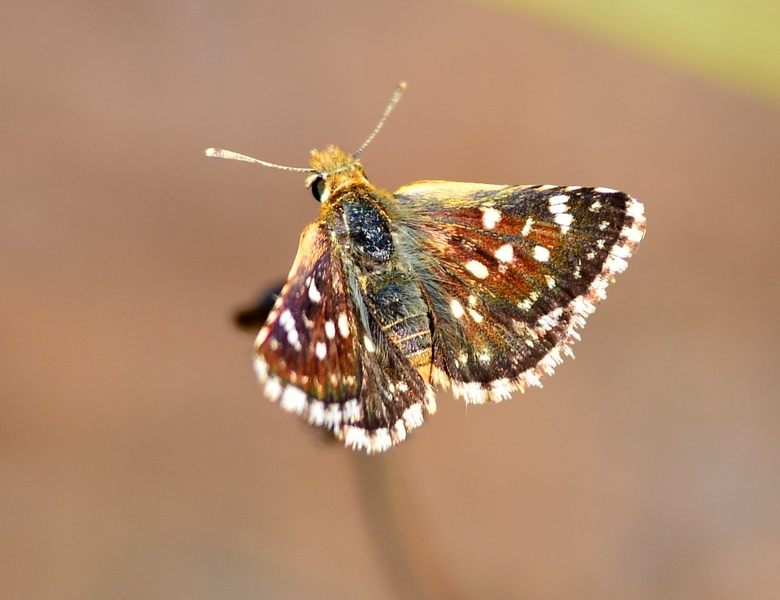 Pyrgus da id. - Spialia sertorius